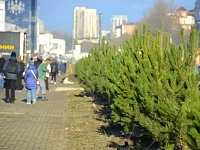 В Анапе в декабре высадят более 150 деревьев.